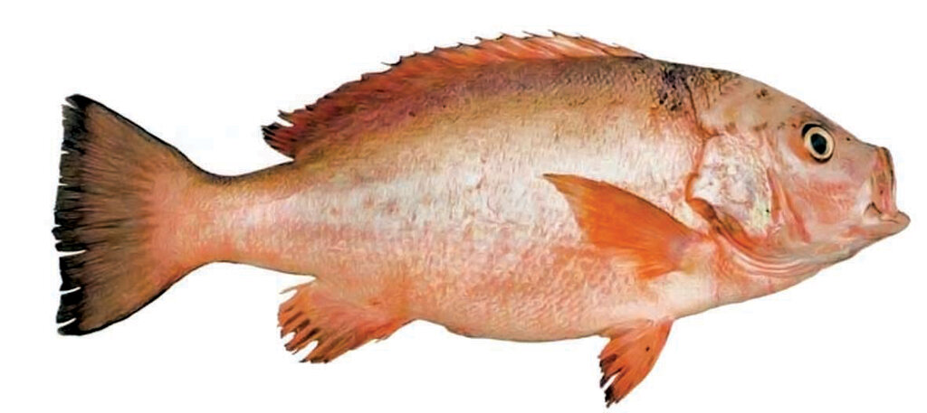 چگونه بهترین ماهی را بخریم؟