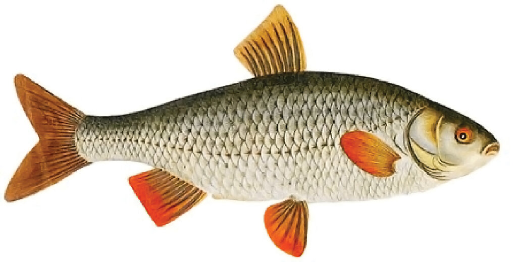 چگونه بهترین ماهی را بخریم؟