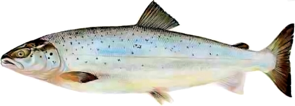 چگونه بهترین ماهی را بخریم؟