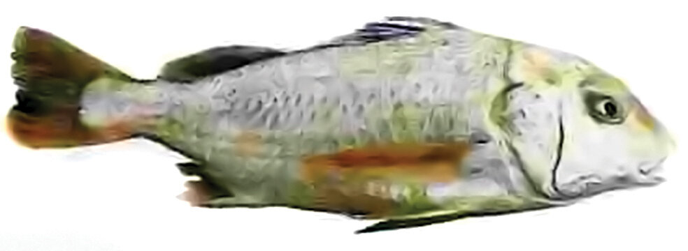 چگونه بهترین ماهی را بخریم؟