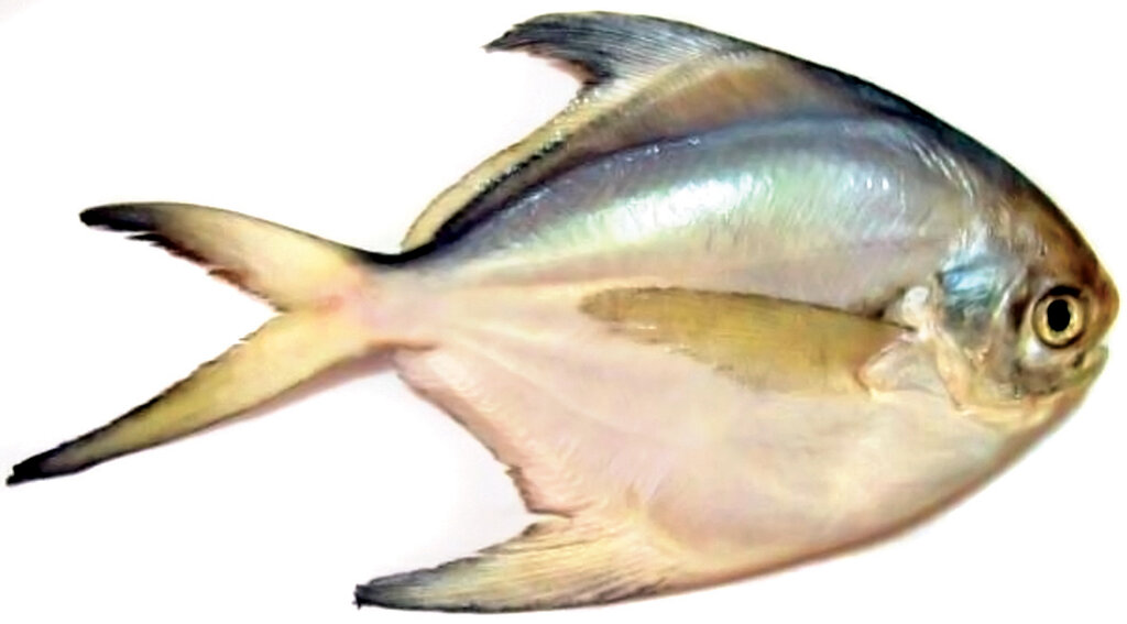 چگونه بهترین ماهی را بخریم؟