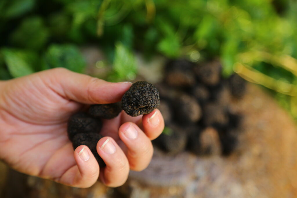 ببینید | سفر به سرزمین قارچهای میلیاردی