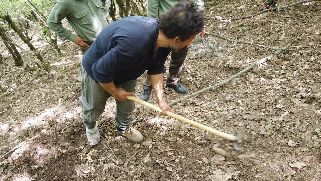 ببینید | سفر به سرزمین قارچهای میلیاردی
