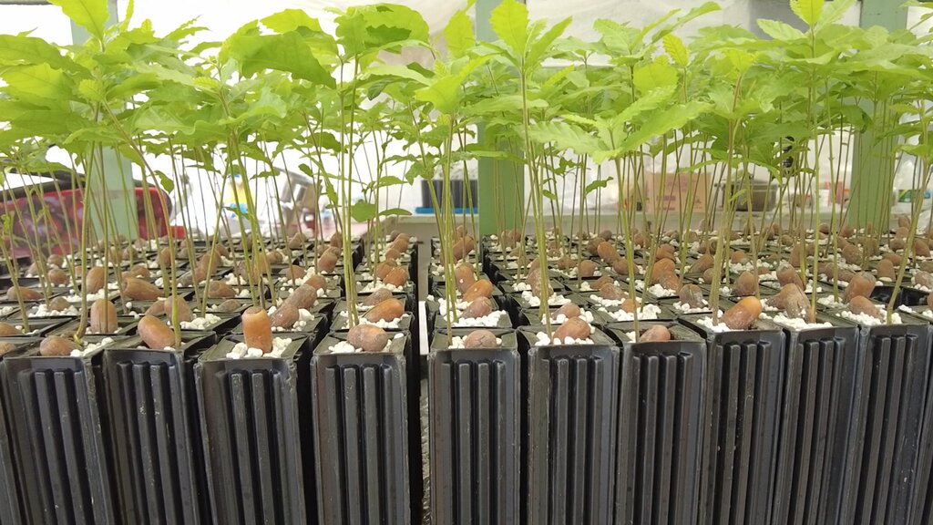 ببینید | ماجرایی اسرارآمیز در پارک ملی گلستان