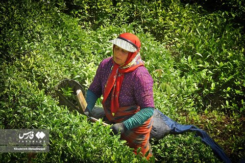 برداشت «برگ سبز چای» در گیلان