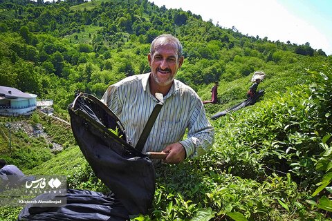 برداشت «برگ سبز چای» در گیلان