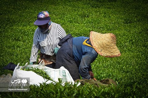 برداشت «برگ سبز چای» در گیلان