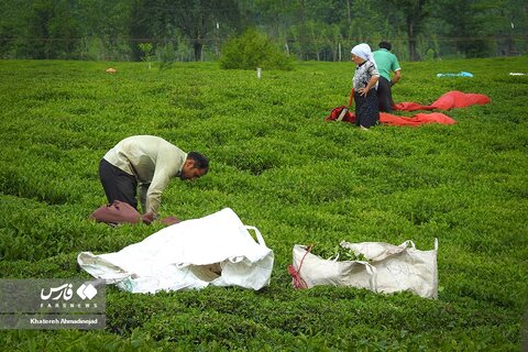 برداشت «برگ سبز چای» در گیلان