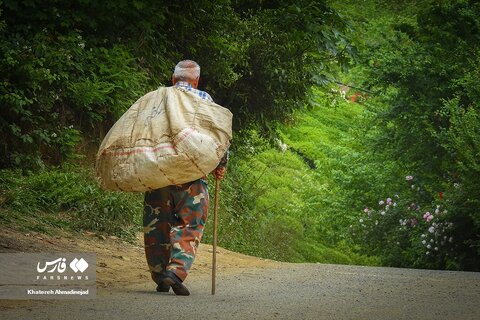 برداشت «برگ سبز چای» در گیلان