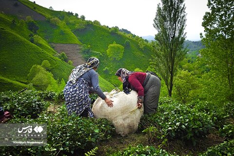 برداشت «برگ سبز چای» در گیلان