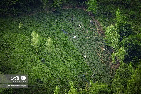 برداشت «برگ سبز چای» در گیلان