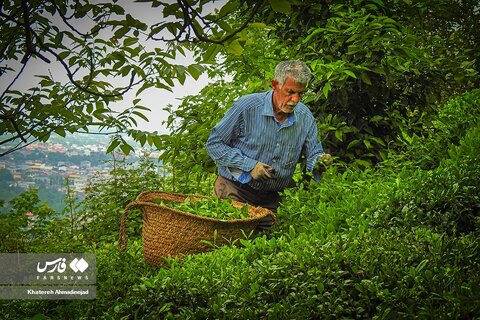 برداشت «برگ سبز چای» در گیلان