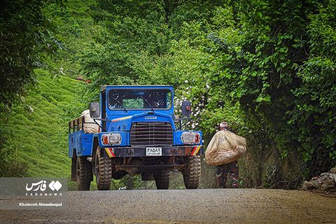 برداشت «برگ سبز چای» در گیلان