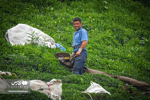 برداشت «برگ سبز چای» در گیلان