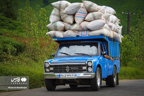 برداشت «برگ سبز چای» در گیلان