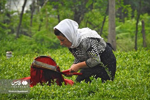 برداشت «برگ سبز چای» در گیلان