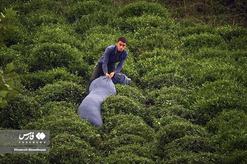 برداشت «برگ سبز چای» در گیلان