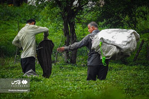 برداشت «برگ سبز چای» در گیلان