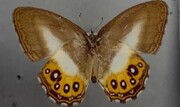 کشف پروانه‌ای هم‌نام شخصیت شرور ارباب حلقه‌ها | چرا نام این پروانه را سائورون گذاشتند؟