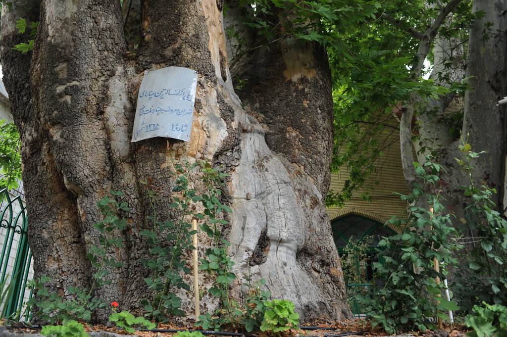 همسایه ۹۰۰ ساله سوهانکیها