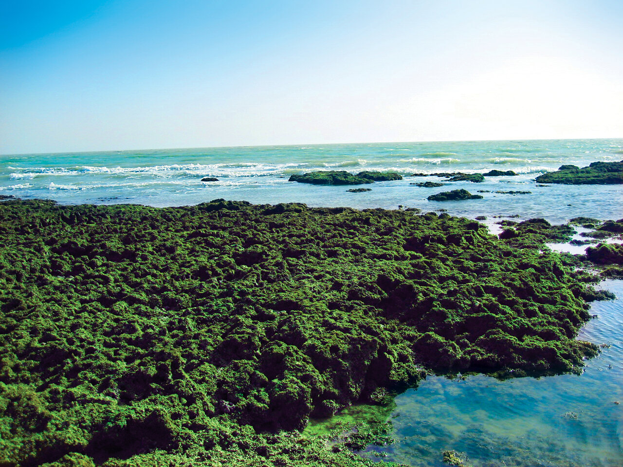 چگونه میتوان در خلیجفارس دارو، ویتامین، غذا، ترشی، اقتصاد و... پیدا کرد؟