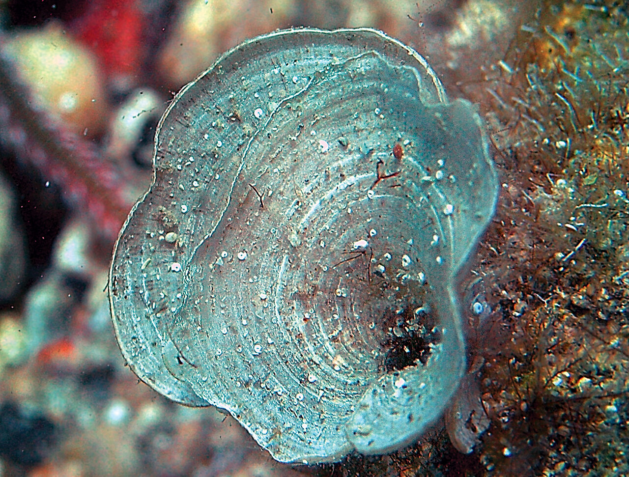 چگونه میتوان در خلیجفارس دارو، ویتامین، غذا، ترشی، اقتصاد و... پیدا کرد؟