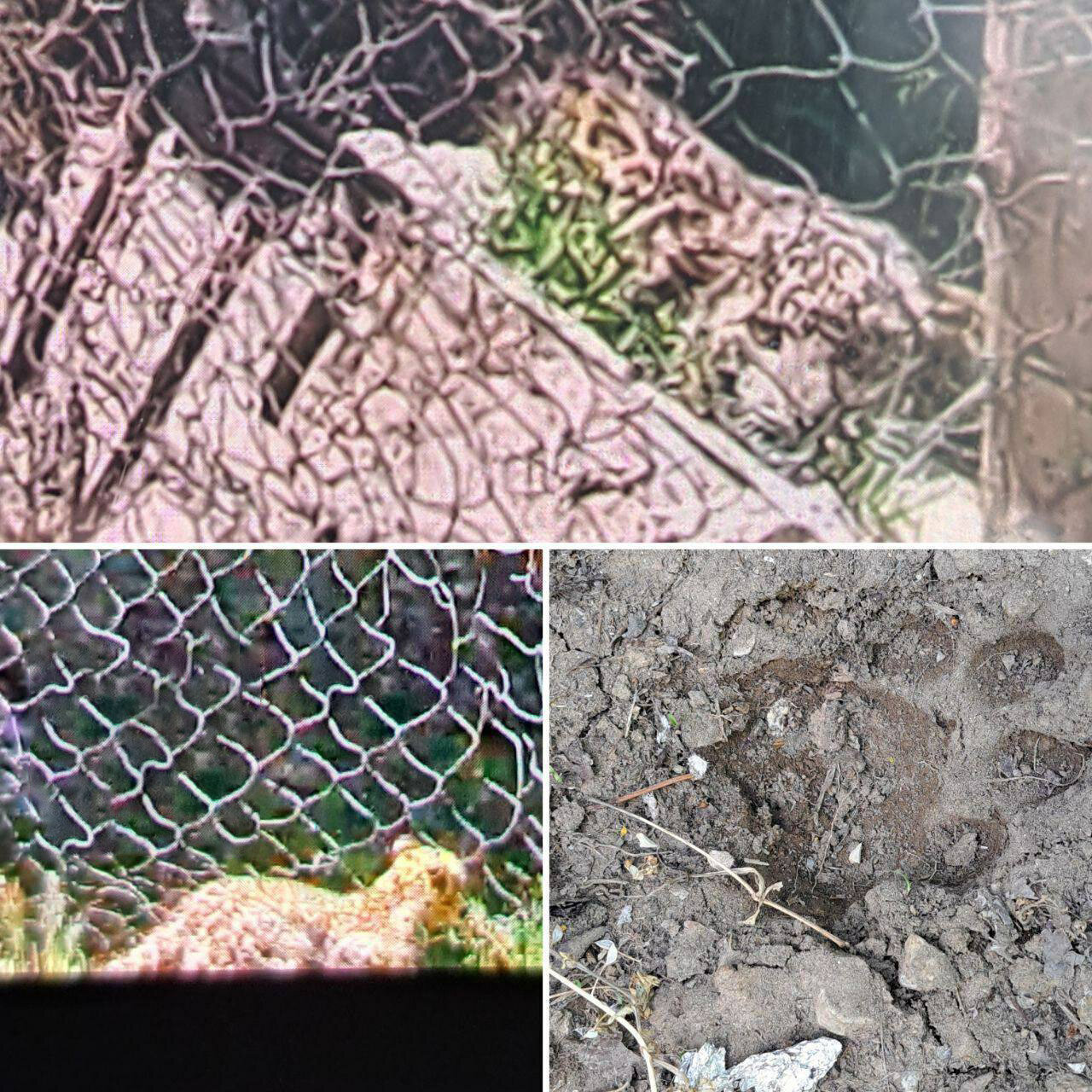 عکس | مشاهده پلنگ در منطقه ویلایی کرج | به مردم کردان هشدار داده شده از خانه بیرون نیایند