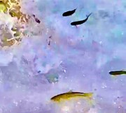 تصاویر پرواز عجیب ماهی‌ها در لرستان را ببینید