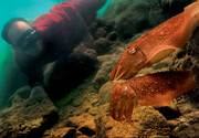 این موجود فرعون خلیج فارس است | این جانور عجیب چگونه نور تولید می‌کند؟ | سپیا فاراعونیس؛ پخش‌کننده مخدر در دریا