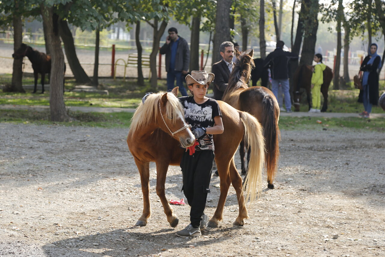 اشتغالزایی اسبها برای آدمها