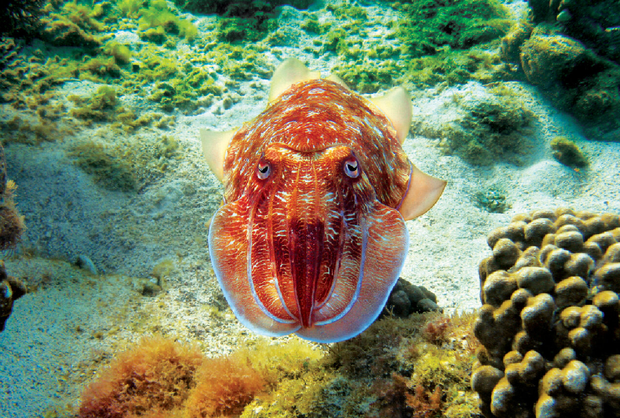 این موجود فرعون خلیج فارس است | این جانور عجیب چگونه نور تولید می‌کند؟ | سپیا فاراعونیس؛ پخش‌کننده خدر در دریا