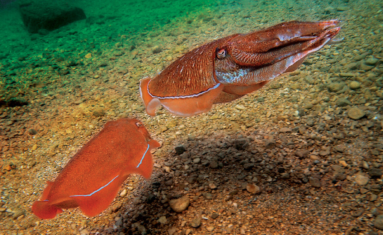 این موجود فرعون خلیج فارس است | این جانور عجیب چگونه نور تولید می‌کند؟ | سپیا فاراعونیس؛ پخش‌کننده خدر در دریا
