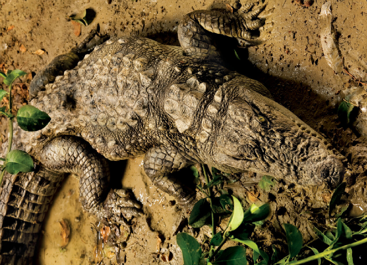 گاندو؛ کروکودیل بلوچستان