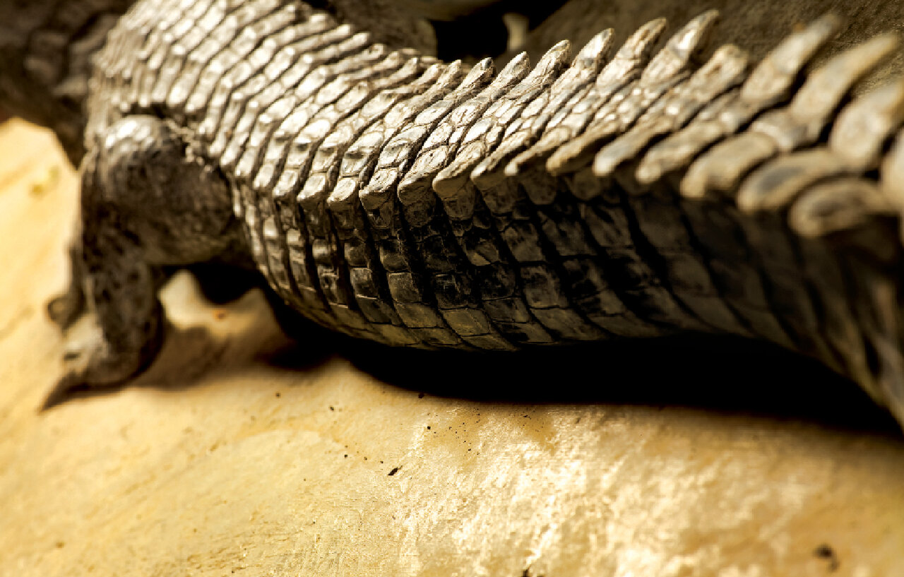 گاندو؛ کروکودیل بلوچستان