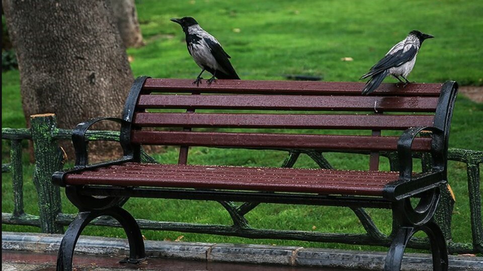 تاثیر آلودگی صوتی بر افزایش استرس و اضطراب | این نوع آلودگی احساس فرسودگی و خستگی را به دنبال دارد | عواقب سر و صداهای شهری در رفتار پرندگان