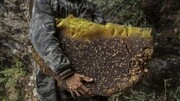 ببینید | برداشت عسل کوهی از صخره‌های صعب العبور چین