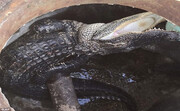 ببینید | تمساح غول پیکر در لوله فاضلاب شهری