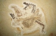 بازگشت دایناسور ۱۱۰ میلیون ساله به خانه | اوبی‌راجارا دایناسوری با پوشش پَر