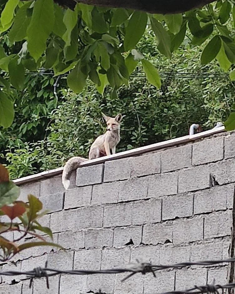 اتفاق هفته | چه سری چه دمی عجب پایی! | روباهی در لواسان شکار عکاس شد