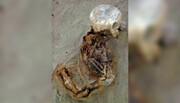 بازخوانی ماجرای پیدا شدن استخوان‌های سوخته یک کودک در شهر سوخته | آیا این کودک پیش از سوختن خفه شده بود؟  