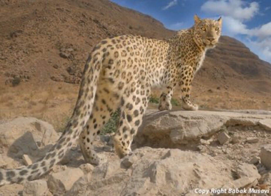 خراسان
