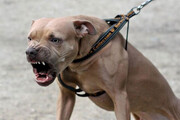 تصاویر دوربین مداربسته از حمله هولناک سگ ها به کودک یاسوجی | ببینید