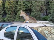 عکس هفته | روباه زیرک مسافر یکی از خودروهای شهرک امید شد!