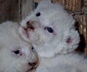 تصاویر امید بخش از تولد ۴ توله شیر سفید در کرج | فقط ۳۰۰ قلاده شیر سفید در جهان باقی مانده است