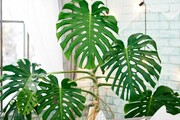 این هیولای لوکس آپارتمانتان را زیبا می‌کند! | طرز نگهداری و تکثیر گیاه برگ انجیری