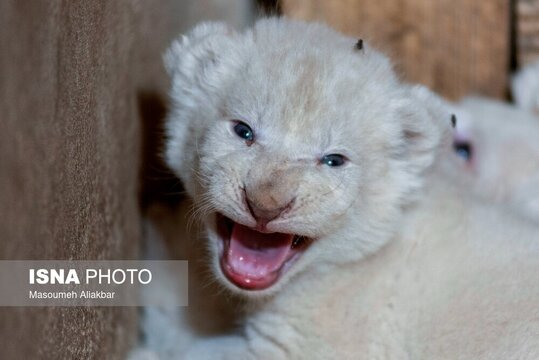 تولد شیر‌های سفید ۴ قلو در مرکز حیات وحش پارک چمران