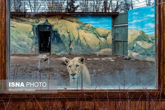 تولد شیر‌های سفید ۴ قلو در مرکز حیات وحش پارک چمران