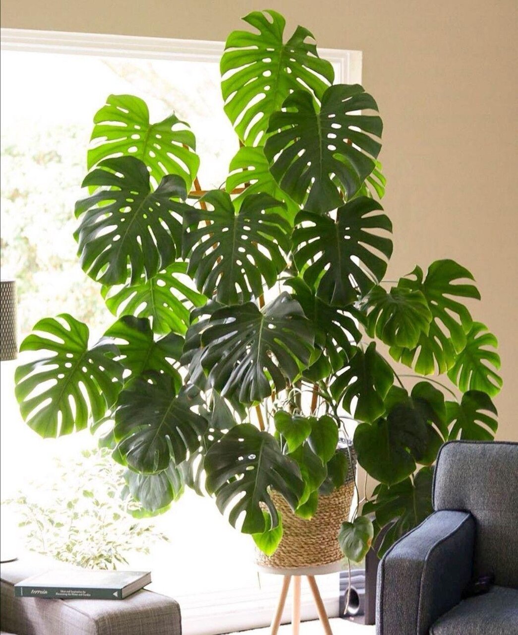 این هیولای لوکس آپارتمانتان را زیبا می‌کند! | طرز نگهداری و تکثیر گیاه برگ انجیری 