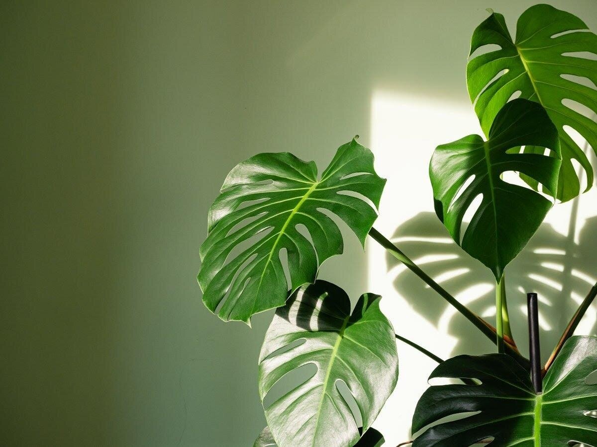 این هیولای لوکس آپارتمانتان را زیبا می‌کند! | طرز نگهداری و تکثیر گیاه برگ انجیری 
