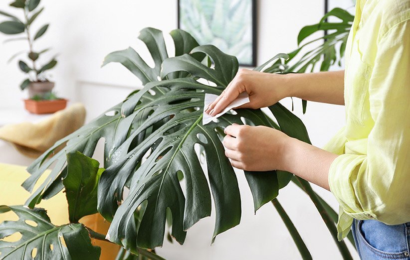 این هیولای لوکس آپارتمانتان را زیبا میکند! | طرز نگهداری و تکثیر گیاه برگ انجیری